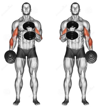 Hammer curls